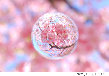 河津桜 葉桜を閉じ込めての写真素材