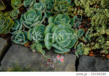 多肉植物 サキュレント 盆栽の写真素材