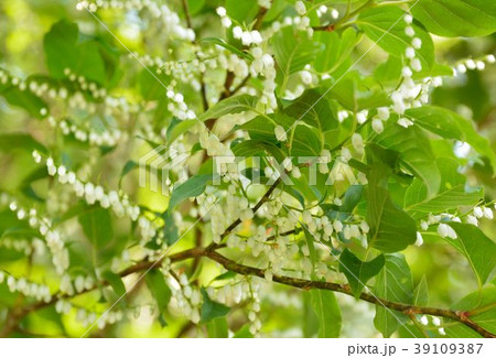 ネジキの花 ネジキの花 39109387