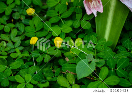 野生の花 野草 野花 39109433
