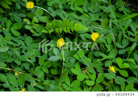 野生の花 野草 野花 39109434