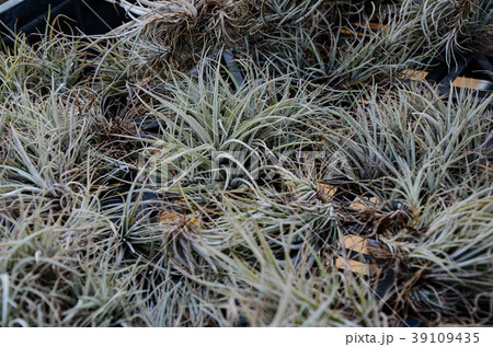 チランジア 飾り デコレーション 39109435