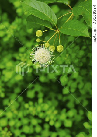 タマガサノキ タマガサノキ 39109534