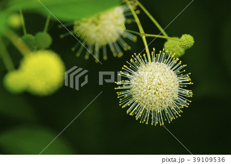 タマガサノキ タマガサノキ 39109536