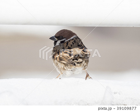 見返りスズメ 39109877