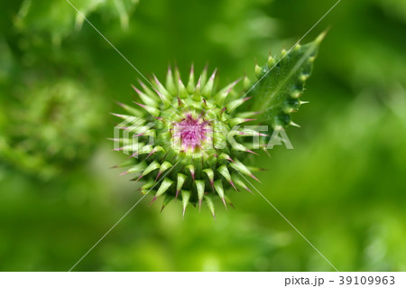 自然　植物　イリオモテアザミ、ピンクの花弁がのぞく蕾。きれいですがかなり凶暴な感じです 39109963
