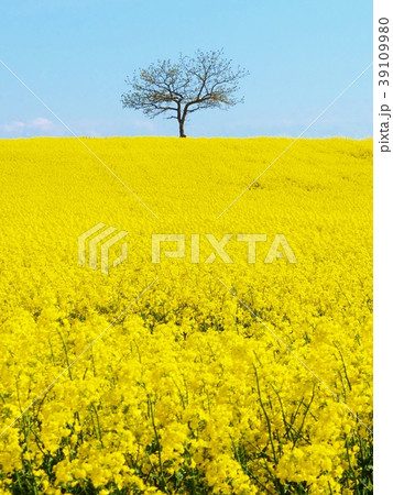 菜の花畑 39109980