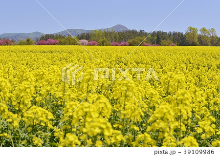 菜の花畑 39109986