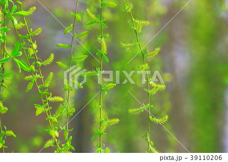 しだれ柳の花と新葉 しだれ柳の花と新葉 39110206