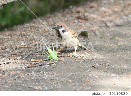 バッタを食べるスズメの写真素材