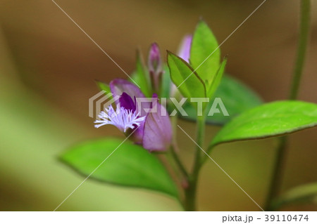 自然　植物　ヒメハギ、花弁のように見える外側の紫色は萼片。その内側が花の本体です 39110474