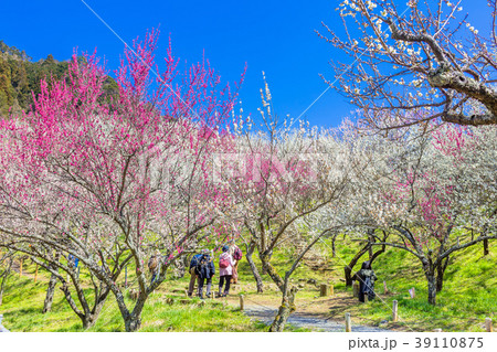東京　高尾梅郷の風景（木下沢梅林） 39110875