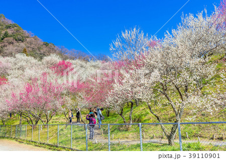 東京　高尾梅郷の風景（木下沢梅林） 39110901