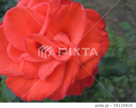 朝露に濡れるバラの花 朝露に濡れるバラの花 39110916
