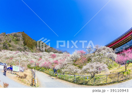 東京　高尾梅郷の風景（木下沢梅林） 39110943