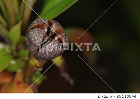 自然 植物 イジュ 果実は五つの裂け目が入り中の種を飛ばすそうですの写真素材