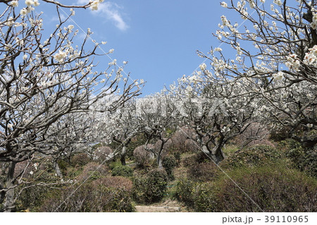 中山寺梅林 中山寺梅林 39110965