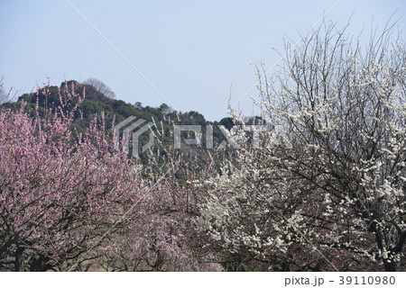 春のイメージ・梅 39110980