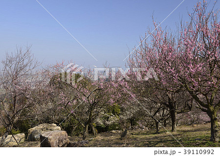 春のイメージ・梅 39110992