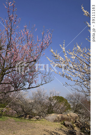 兵庫県 たつの市 御津自然観察公園の梅林の写真素材