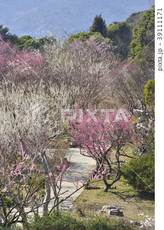 兵庫県 たつの市 御津自然観察公園の梅林の写真素材