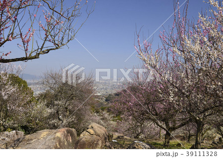 【兵庫県 たつの市】梅林と播磨の町並み 【兵庫県 たつの市】梅林と播磨の町並み 39111328