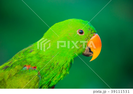 Parrot, lovely bird, animal and pet at the natural Parrot, lovely bird, animal and pet at the natural 39111531