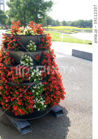 ベゴニアのフラワータワー（浜名湖ガーデンパーク） 39112207