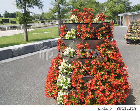 ベゴニアのフラワータワー(浜名湖ガーデンパーク) ベゴニアのフラワータワー(浜名湖ガーデンパーク) 39112218