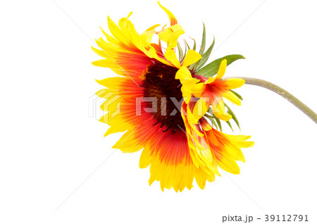 Gazania yellow flower isolated on white background 39112791