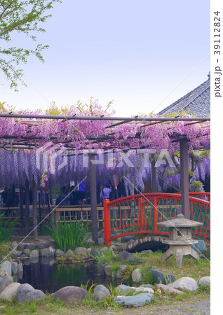 アカフジ&ナガフジ:熊野の長藤で有名な行興寺(磐田市) アカフジ&ナガフジ:熊野の長藤で有名な行興寺(磐田市) 39112824