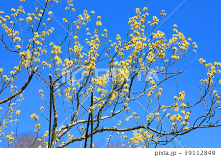 青空に映えるサンシュユの花　小金井公園 39112849