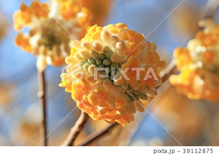 ミツマタの花　小金井公園 39112875