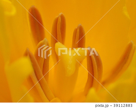 黄色いチューリップの蕊 39112883