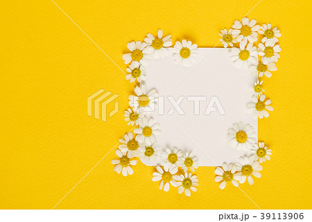 daisy flowers on the paper card daisy flowers on the paper card 39113906