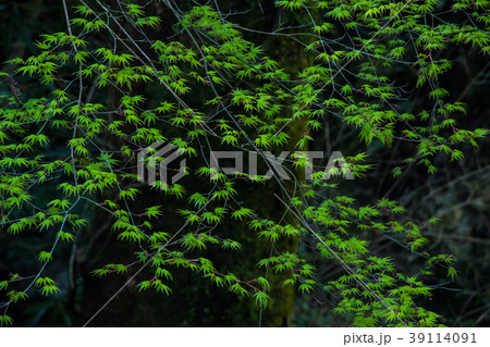 新緑の楓 39114091