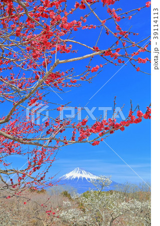 岩本山公園梅園と富士山 39114113