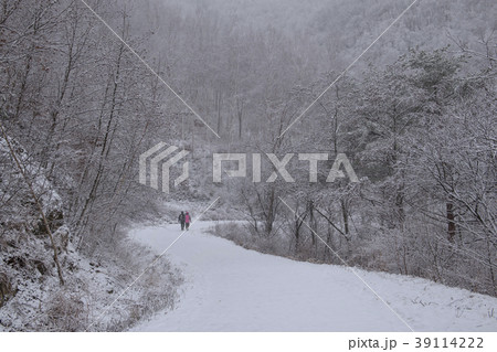 霧氷 木 雪 39114222