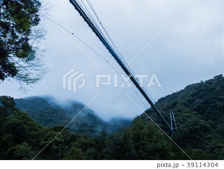 雨の桜風景 雨の桜風景 39114304
