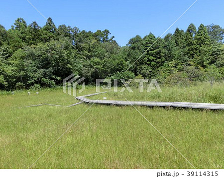 吉賀池湿地シラタマホシクサ 吉賀池湿地シラタマホシクサ 39114315