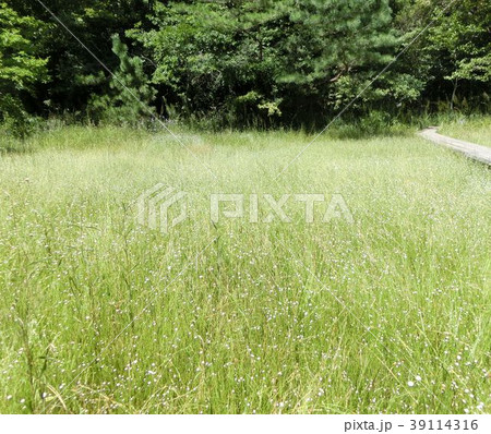 吉賀池湿地シラタマホシクサ 39114316