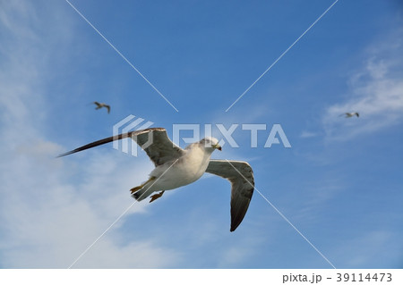 青空を飛ぶカモメ（ウミネコ） 39114473