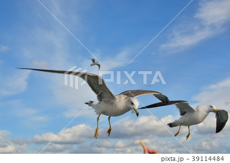 青空を飛ぶカモメ（ウミネコ） 39114484