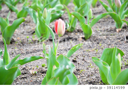 生育中のチューリップ畑 39114599