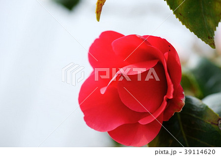 椿花図巻（藻汐２） 39114620