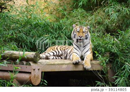 のんびりアムールトラ 39114805
