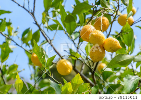 レモン 39115011