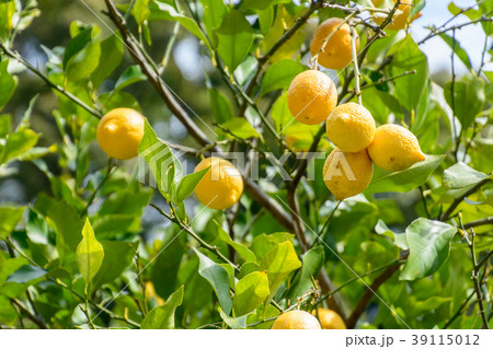 レモン 39115012