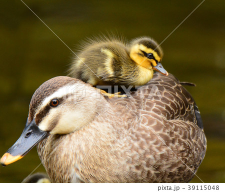 カルガモの親子3 カルガモの親子3 39115048