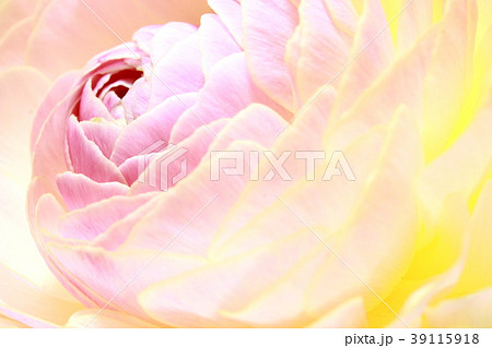 ラナンキュラスの花 アップ ラナンキュラスの花 アップ 39115918